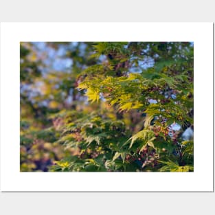 Spring Foliage in Portland Posters and Art